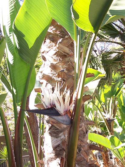 Bird of paradise in the garden outside our room.